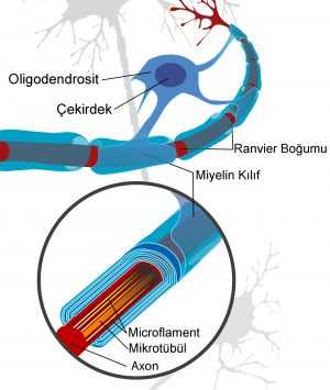 Oligodendrositler ve Schwann Hücreleri Nedir