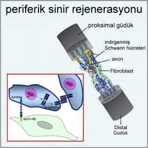 Oligodendrositler ve Schwann Hücreleri Nedir