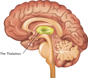 Talamus’un İşlevleri, Anatomisi ve Klinik Önemi