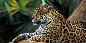 jaguarnedir