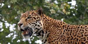 jaguar ve leopar arasindaki farklar nelerdir