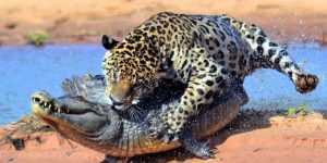 jaguarlarda avlanma nasıldır