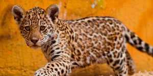 jaguarlarda ureme