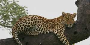 jaguarlarin bilimsel siniflandirmasi