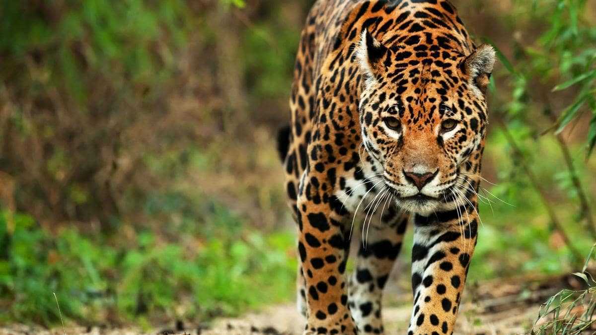 jaguarlarin ozellikleri nelerdir