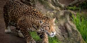 jaguarlarin vucut yapisi nasıldır