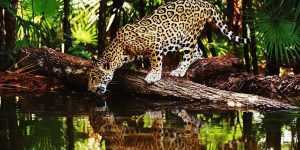 jaguarlarin yasam alanlari Nerelerdir