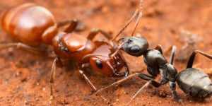 Karınca Türleri Nelerdir