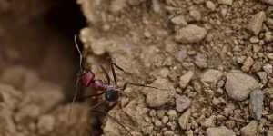 Karıncalarda Sınıf Sistemi Nasıldır