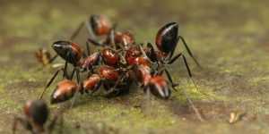 Karıncaların Bilimsel Sınıflandırması