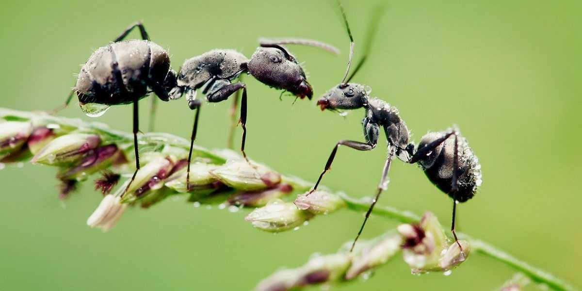 Karıncaların Birbirleriyle İletişimi Nasıl Olur?