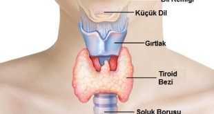 Tiroidleriniz düzgün çalışmıyorsa ne yapmalısınız
