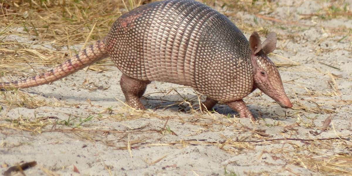 Armadillo Nedir?