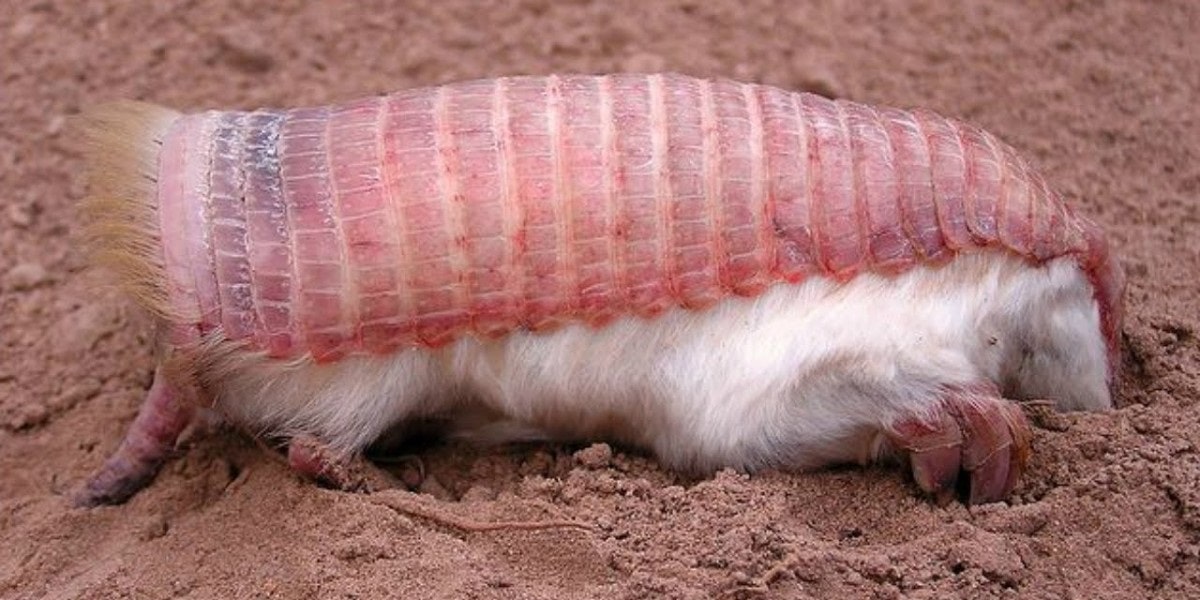 Armadillo Türleri