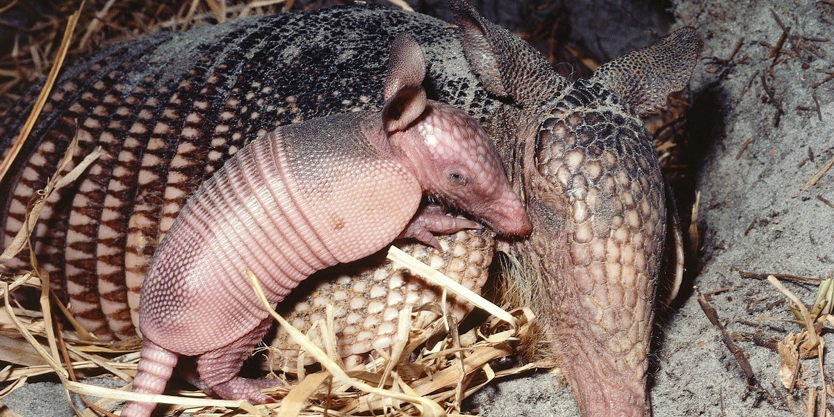 Armadillolarda Üreme