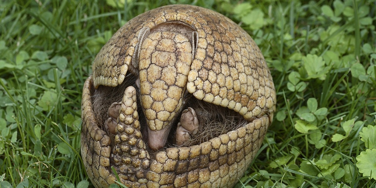 Armadilloların Vücut Yapısı Nasıldır?