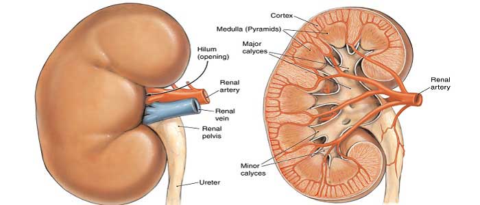 Böbreğin Özellikleri Nelerdir?