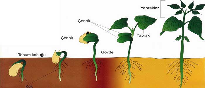 Bitkilerde Çimlenme ve Gelişme Nasıl Olur? Bitkilerde Çimlenme ve Gelişme Nasıl Olur?