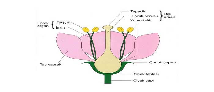 Çiçekli Bitkilerde Üreme Çiçekli Bitkilerde Üreme
