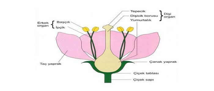 Çiçekli Bitkilerde Üreme