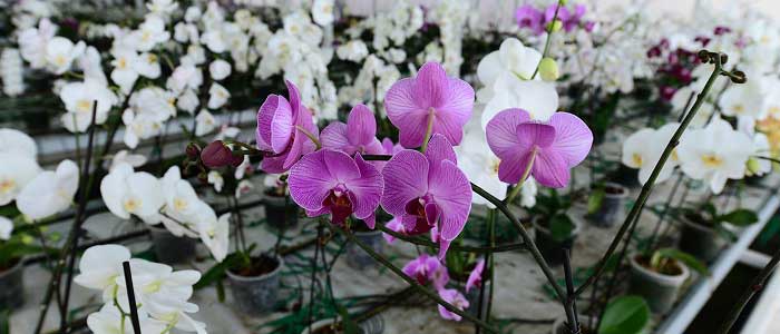 Orkidenin Bakımı ve Sulaması Nasıl Olmalıdır?